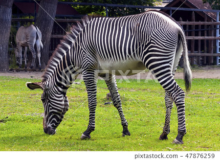 Zebra close up. 47876259