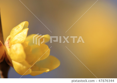 Wax plumes blooming, which is a flower of early spring. Wax plumes blooming, which is a flower of early spring. 47876344