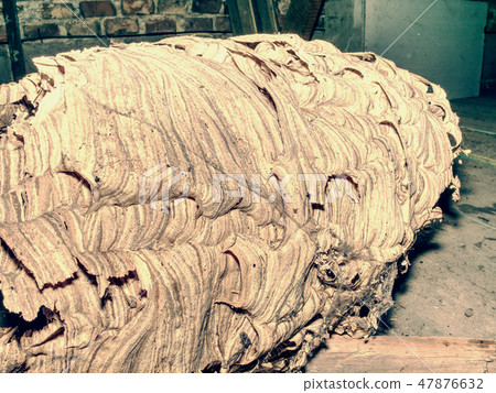 Wasp nest under roof in old garden house. 47876632