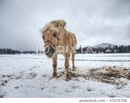 Isabella horse enjoy first snow on field. 47876798