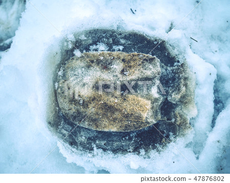 Horse hoof hoofprint in frozen wet snow. 47876802
