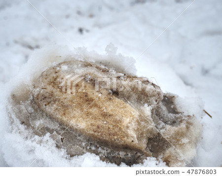 Fresh whitetail pony tracks in white snow. 47876803