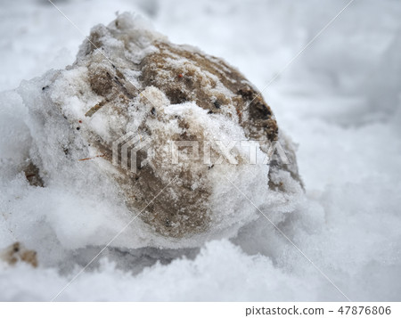 Frozen hoof footprint in wet snow. Frozen hoof footprint in wet snow. 47876806