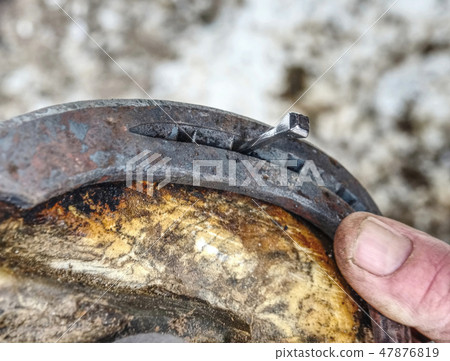 Blacksmith nails new horse shoe onto hoof Blacksmith nails new horse shoe onto hoof 47876819