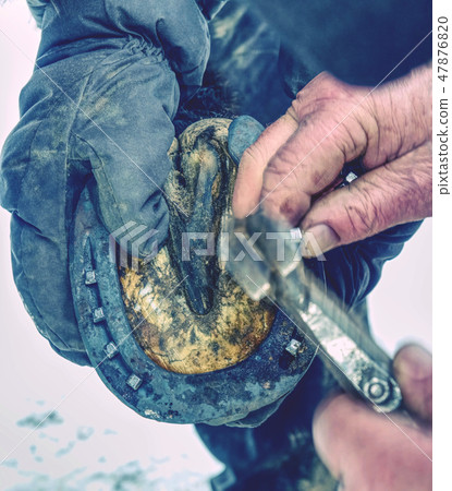Farrier holding hoof and nailing new horseshoe Farrier holding hoof and nailing new horseshoe 47876820