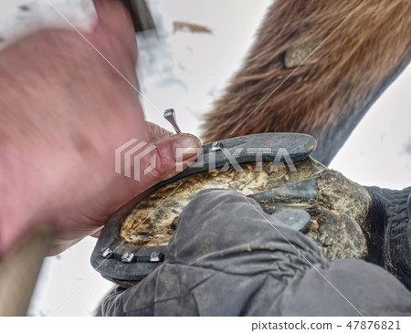 Hot horshoe being put on a horses hoaf. Hot horshoe being put on a horses hoaf. 47876821