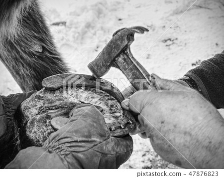 Hot horshoe being put on a horses hoaf. Hot horshoe being put on a horses hoaf. 47876823