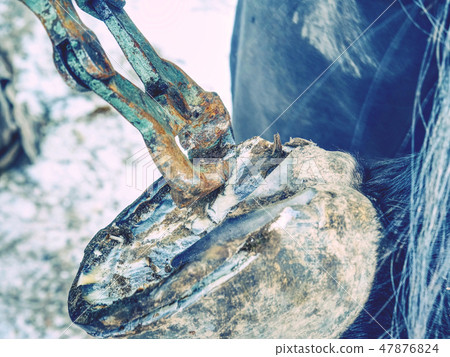 Farrier trimming horse hoof with hoof pincer. Farrier trimming horse hoof with hoof pincer. 47876824