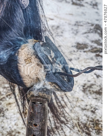 Burning hoof. Farrier placing hot horseshoe Burning hoof. Farrier placing hot horseshoe 47876827