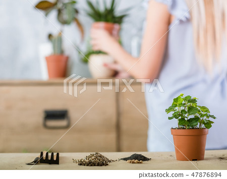 home gardening plant transplantation flowerpot 47876894