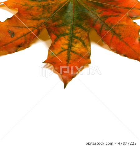 Part of autumn multicolored maple-leaf 47877222