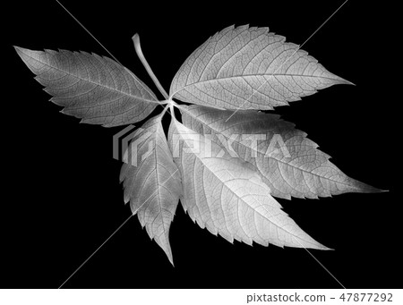 Fallen grapes leaf on black. Negative picture. Fallen grapes leaf on black. Negative picture. 47877292