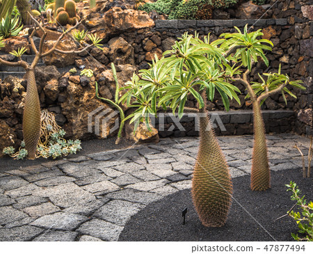Cactuses in the Cactus garden, Lanzarote 47877494