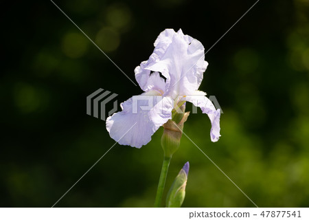 Closeup of white Bearded iris, Iris Barbata 47877541