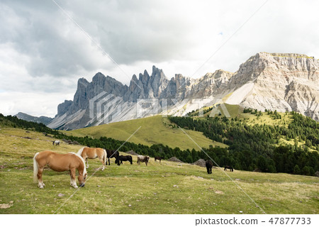 Horse over Dolomite landscape Geisler Odle mountain Dolomites Group Val di Funes 47877733