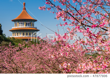 台灣台北天元宮美麗的櫻花季節 47877806