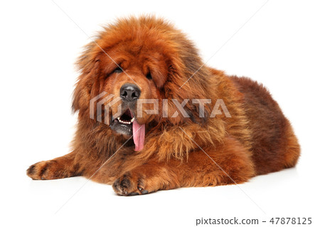 Tibetan Mastiff on white floor Tibetan Mastiff on white floor 47878125