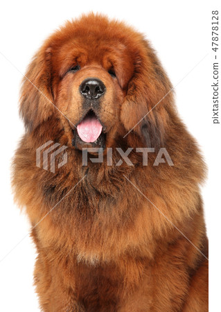 Portrait of huge red Tibetan Mastiff 47878128