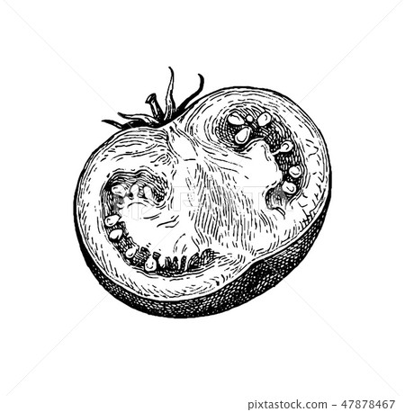 Ink sketch of tomato. 47878467