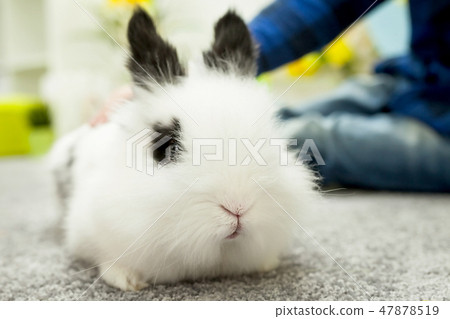 White rabbit with black ears White rabbit with black ears 47878519
