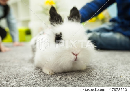 White rabbit with black ears 47878520