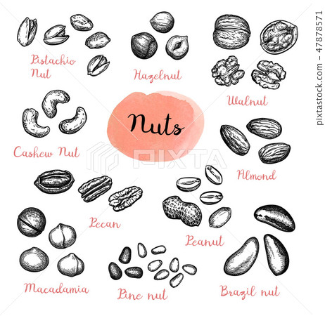 Big collection of nuts sketches. 47878571