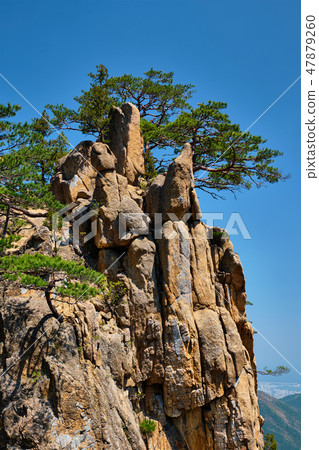 Pine tree and rock cliff , Seoraksan National Park, South Korea Pine tree and rock cliff , Seoraksan National Park, South Korea 47879260