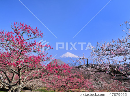 岩本花園和富士山在岩本山公園-2488 岩本花園和富士山在岩本山公園-2488 47879933