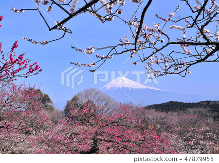 岩本山公园和富士山 2515的梅花园 图库照片