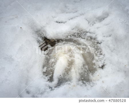 Icy hoofs footprint of horse in snow. 47880528