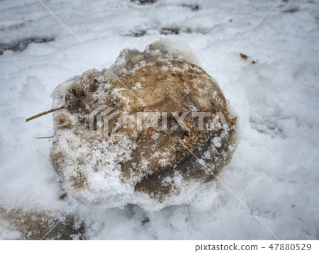 Horse hoof hoofprint in frozen wet snow. 47880529