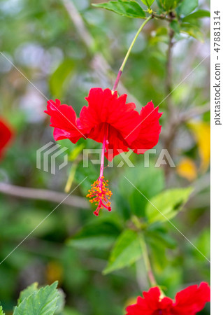 Hibiscus 47881314