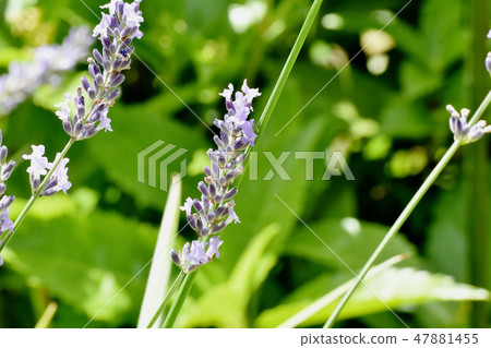 開花在三鷹中原的紫色英國淡紫色 開花在三鷹中原的紫色英國淡紫色 47881455