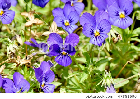 開花在三鷹中原的藍色紫色中提琴 47881696