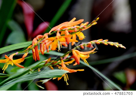 Orange baby blooming in Mitaka Nakahara 47881703