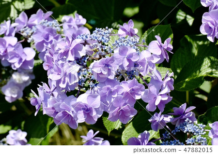 開花在三鷹中原的紫色八仙花屬花 47882015
