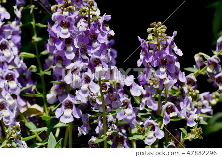 Light purple Angelonia blooming in Mitaka Nakahara 47882296