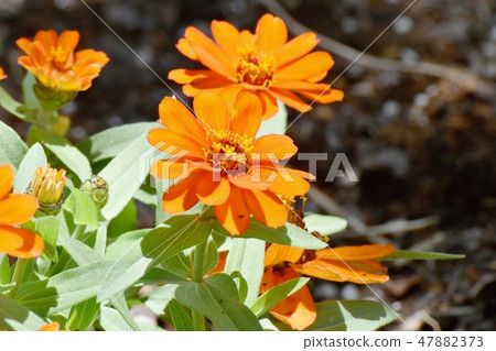 Orange blooming in Mitaka Nakahara 47882373