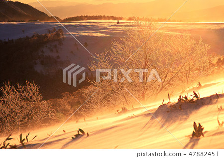 Shining snowy field Shining snowy field 47882451