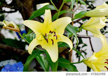 Yellow lilies blooming in Mitaka Nakahara 47882499