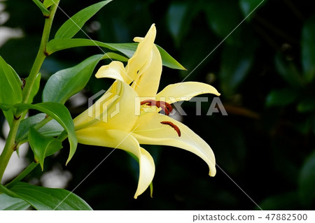 Yellow lilies blooming in Mitaka Nakahara 47882500