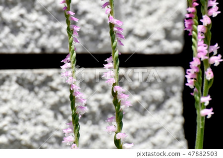 開花在三鷹中原的桃紅色螺紋燃燒器 47882503