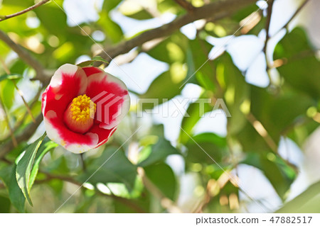 Red camellia flower 47882517