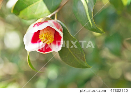 Red camellia flower Red camellia flower 47882520