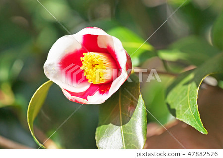 Red camellia flower Red camellia flower 47882526