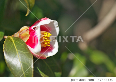 紅色山茶花 紅色山茶花 47882530