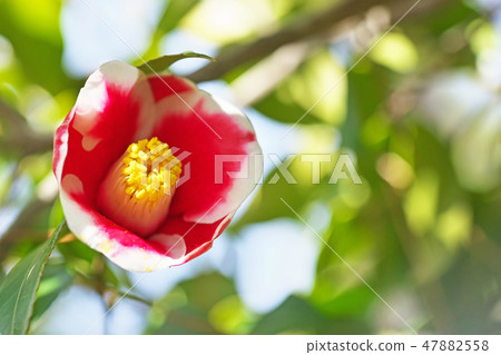 Red camellia flower Red camellia flower 47882558