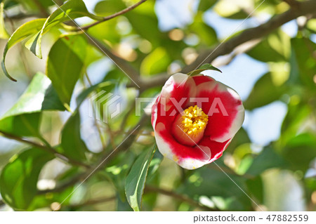 紅色山茶花 47882559