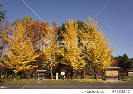Okayama Prefecture Kagura Shrine in Tsuyama City: Yellow leaves of Ginkgo biloba Okayama Prefecture Kagura Shrine in Tsuyama City: Yellow leaves of Ginkgo biloba 47883207