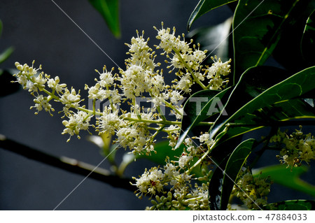 在三鷹中原的白色Murmurs花盛開 47884033